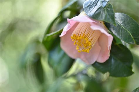 camellia taro